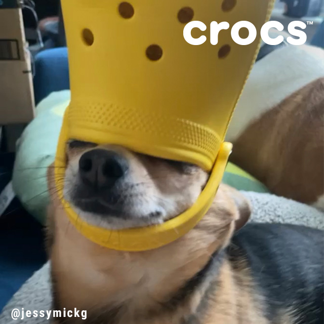JY Crocs Dog Day 2022